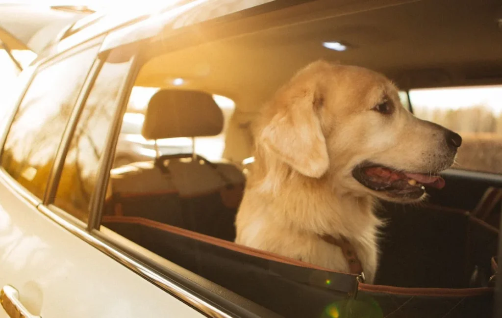 bmw x5 back seat dog cover