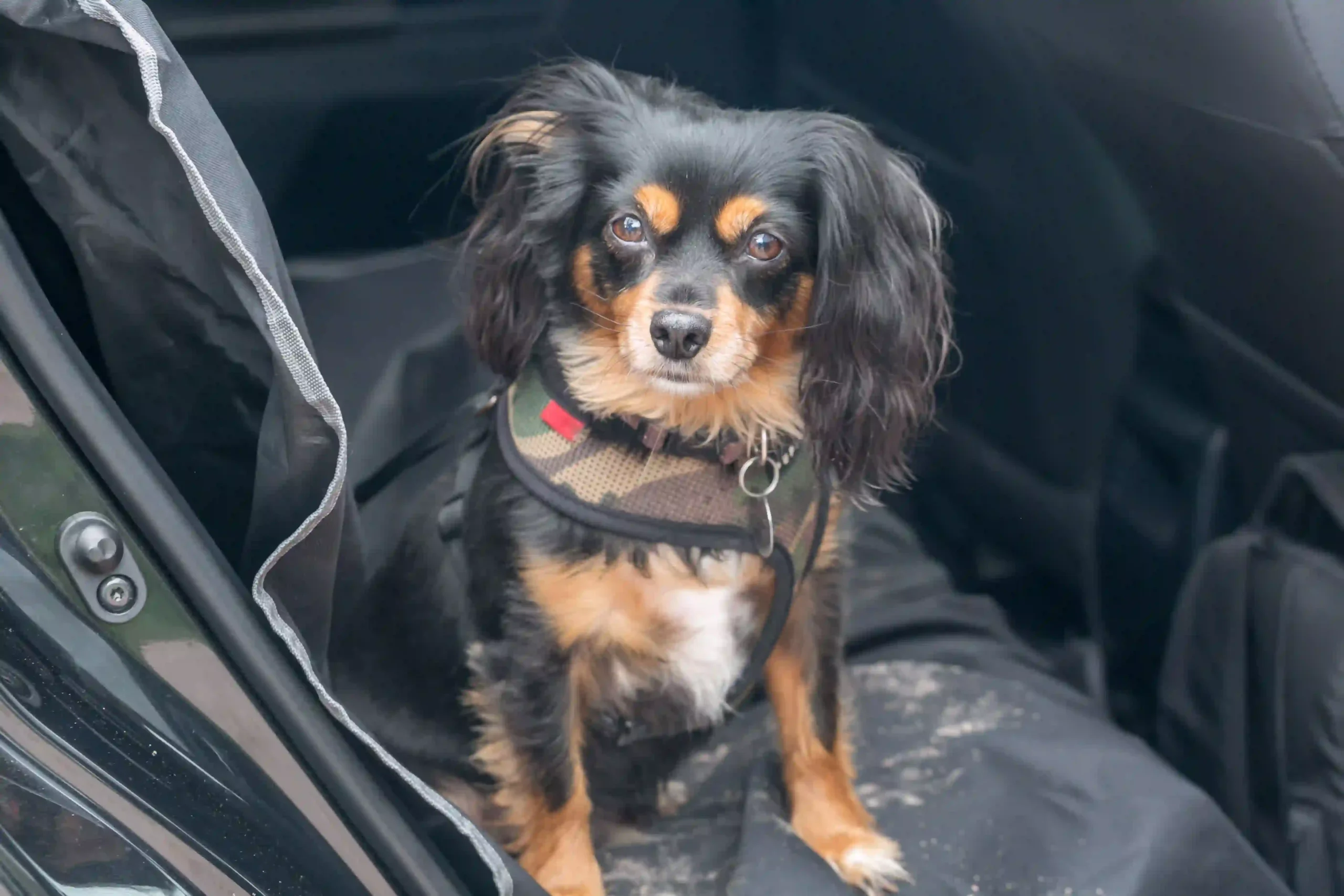 how-to-get-dog-pee-out-of-car-seat-ultimate-cleaning-guide