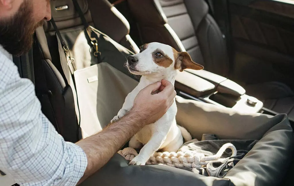 how to get dog pee out of car seat