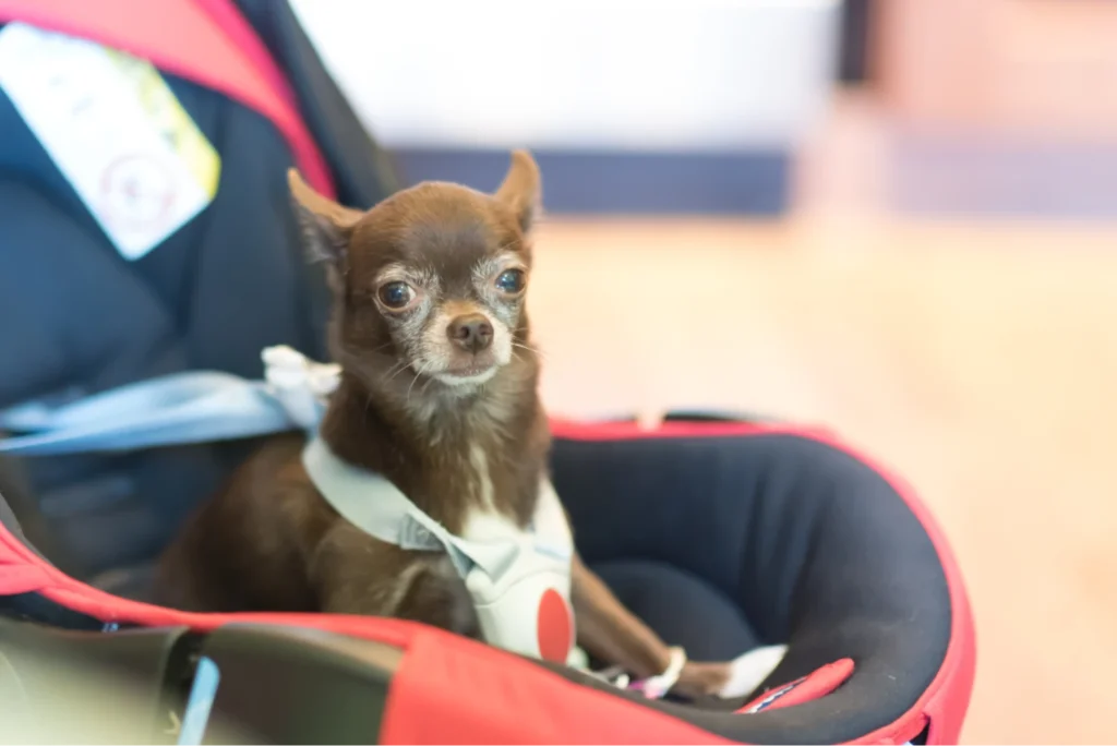 chihuahua car seat 