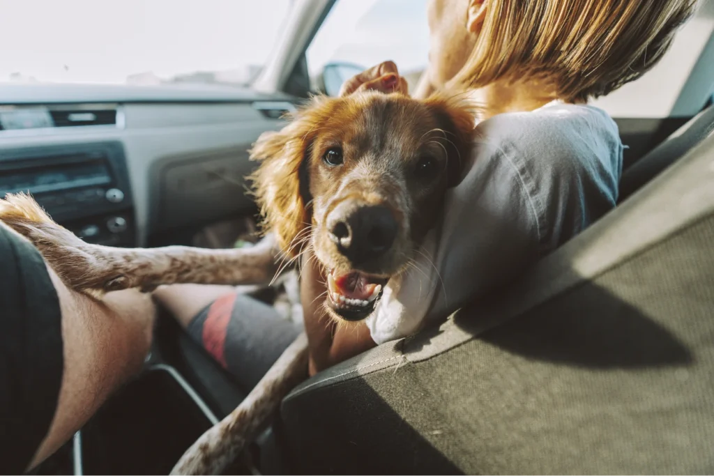 classy pet life seat belt