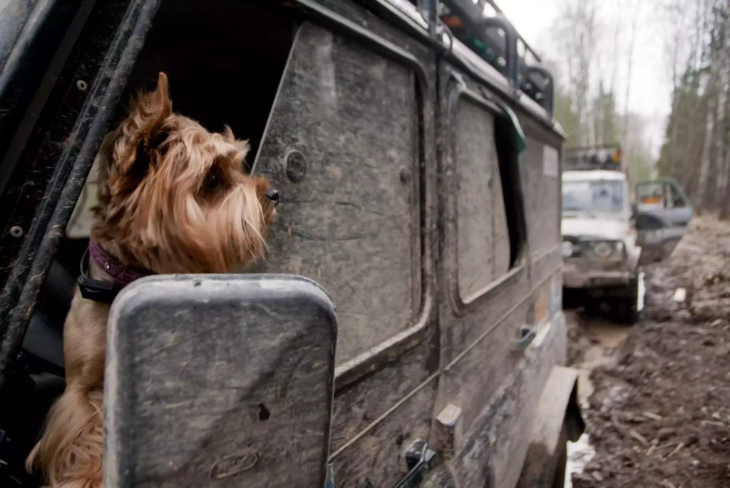 Pet seat covers for trucks