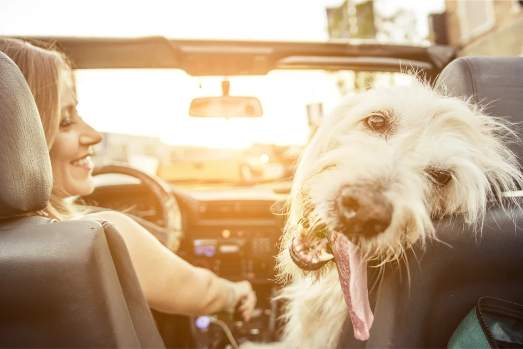 adjustable dog car seat belt