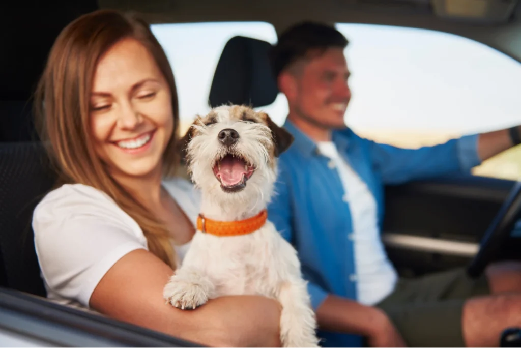 luxury dog car seats