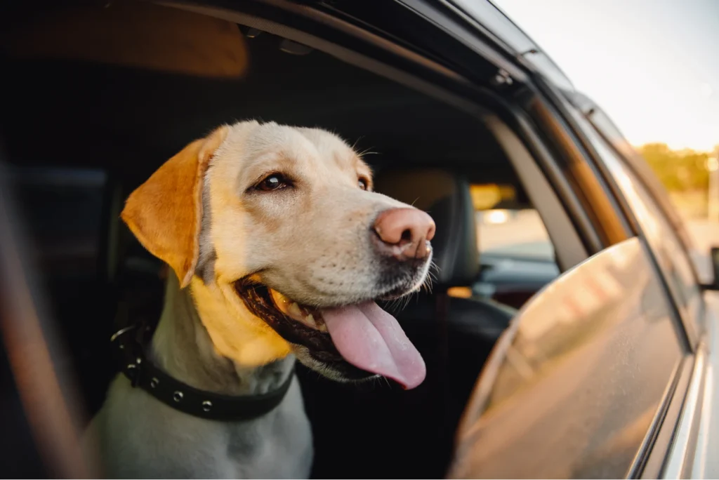 adjustable dog car seat belt