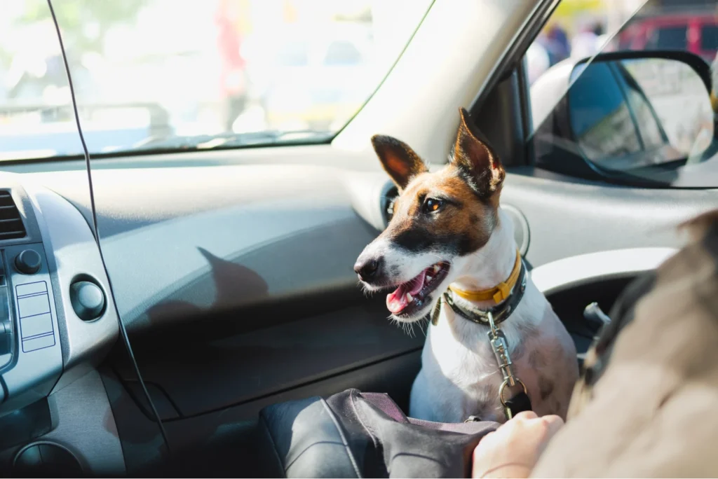 classy pet life seat belt