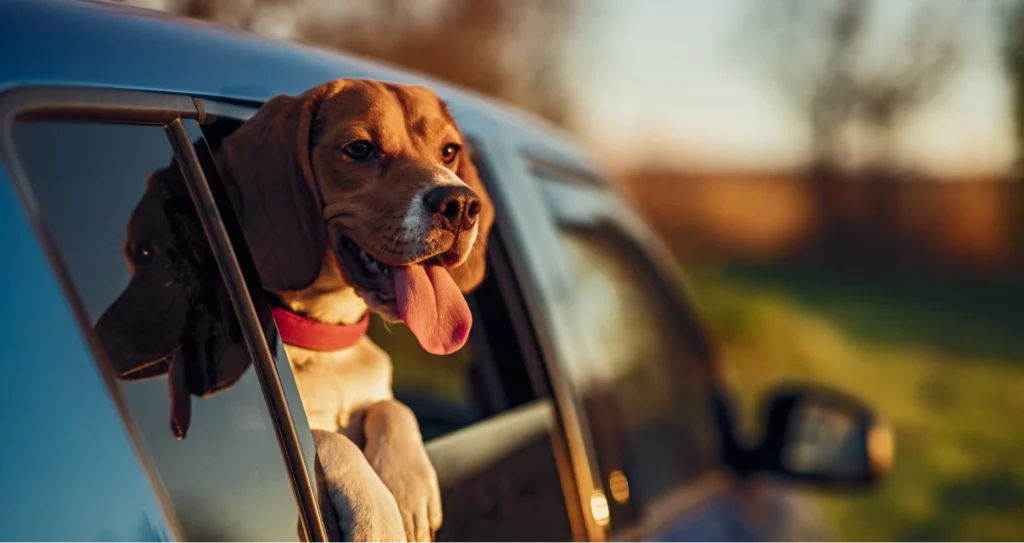 dog booster seat and carrier