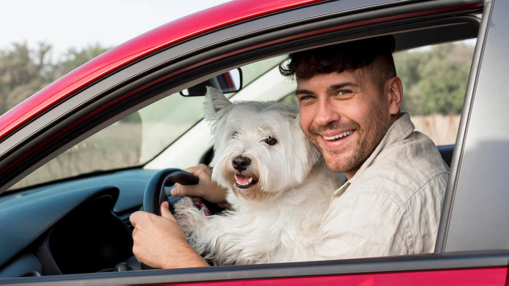 luxury dog car booster seat