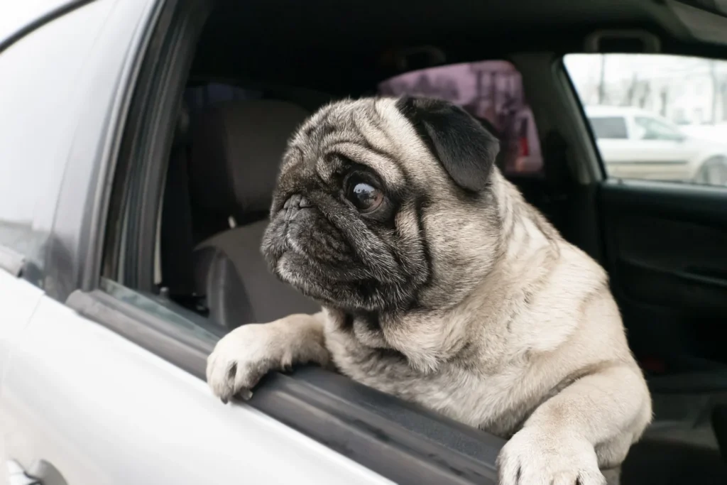 luxury dog car booster seat