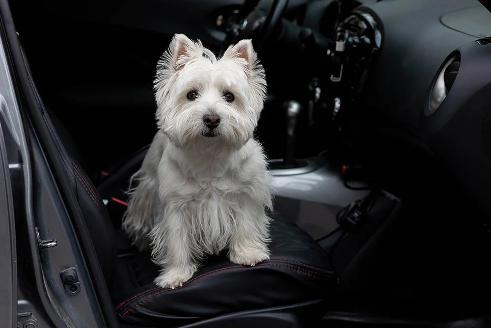 dog car seat carrier bag