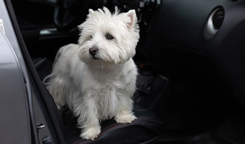 how to get dog pee out of car seat